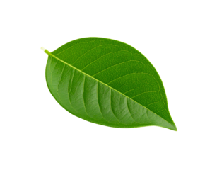 Vibrant green leaf with prominent veins and smooth edges isolated on transparent