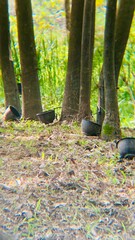 Rubber Trees and Collection Cups in Row