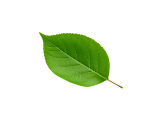 Fototapeta premium Vibrant Green Leaf with Serrated Edges and Prominent Veins Detail (3)