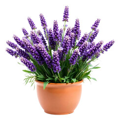 Fototapeta premium Lavender flowers in pot isolated on transparent background.