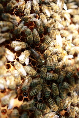 Beekeeping and Honey Production – Close-up Views of Bees, Honeycombs, and Apiary Work