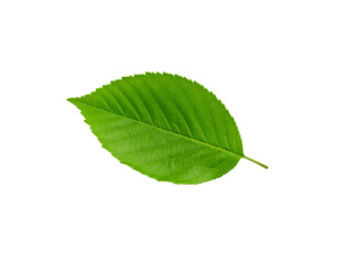 Fototapeta premium Vibrant green leaf with serrated edges and prominent veins isolated (9)