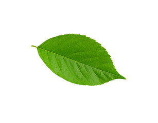 Obraz premium Vibrant green leaf with serrated edges and prominent veins isolated (19)