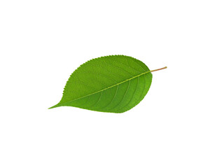 Vibrant green leaf with serrated edges and prominent veins isolated on transparent background