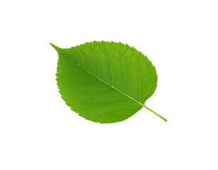 Obraz premium Vibrant green leaf with serrated edges and prominent veins isolated