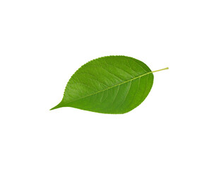 Obraz premium Vibrant Green Leaf with Serrated Edges and Prominent Veins on Transparent Backdrop