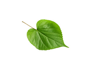 Fototapeta premium Vibrant Green Linden Leaf with Detailed Veins and Serrated Edges