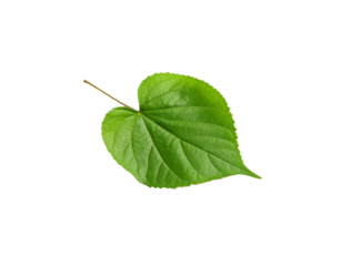 Vibrant Green Linden Leaf with Detailed Veins and Serrated Edges