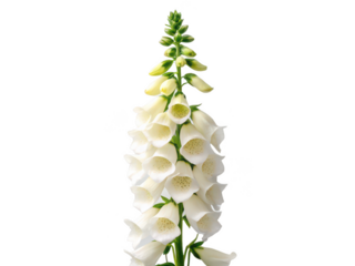 foxglove flower png foxglove plant png flowering plant png garden flower png purple flower png wildflower png floral plant png transparent background image