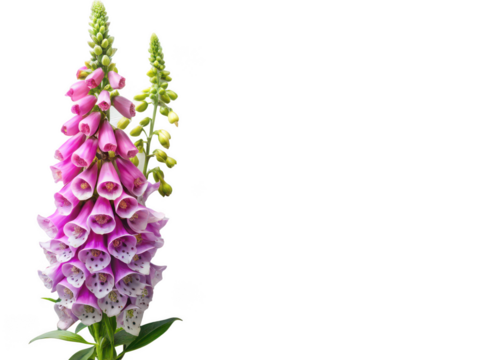 foxglove png foxglove plant png flowering foxglove png garden flower png purple foxglove png wildflower png botanical plant png transparent background image