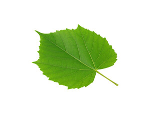 Fototapeta premium Vibrant Green Linden Leaf with Serrated Edges and Prominent Veins (2)