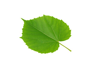 Fototapeta premium Vibrant green linden leaf with serrated edges and prominent veins