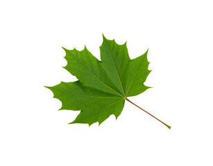 Vibrant Green Maple Leaf with Detailed Veins and ReddishBrown Stem