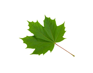 Vibrant Green Maple Leaf with Detailed Veins and ReddishBrown Stem