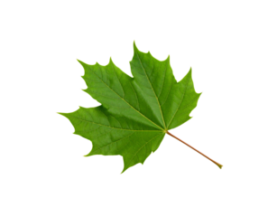 Vibrant Green Maple Leaf with Detailed Veins and Brown Stem