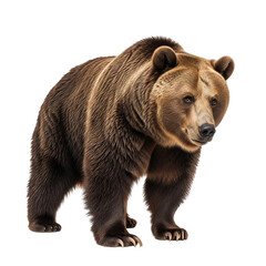 brown bear isolated