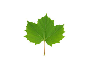 Fototapeta premium Vibrant green maple leaf with detailed veins and serrated edges isolated