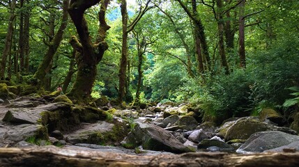 Fototapeta premium Rocky stream flowing through forest surrounded by pine trees and grassy hills, professional photography capturing natural landscape.
