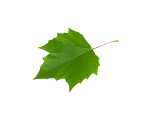 Vibrant green sycamore leaf with distinct lobes and prominent venation detail