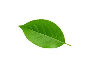 Fototapeta premium Vivid green leaf with intricate vein patterns and serrated edges isolated