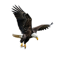 american bald eagle