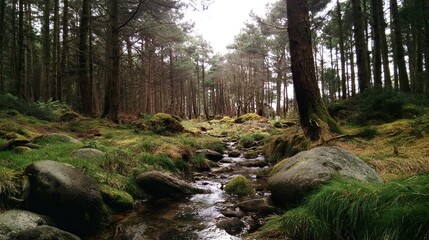 Obraz premium Rocky stream flowing through forest surrounded by pine trees and grassy hills, professional photography capturing natural landscape.