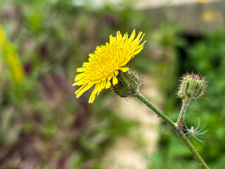 dandelion flowers are yellow with many thin, dense petals 
