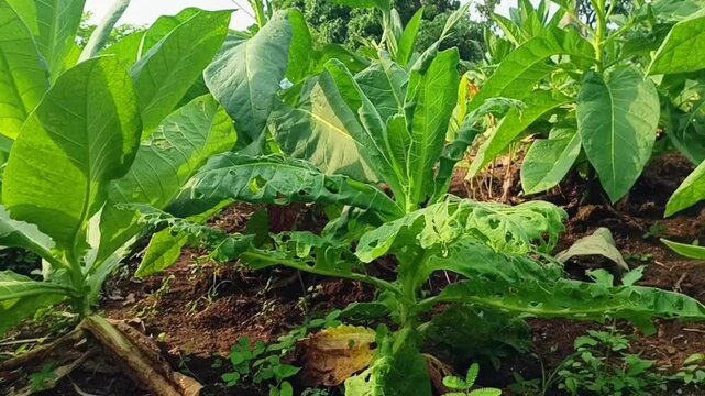 Close-up view of tobacco plants damaged by caterpillars.