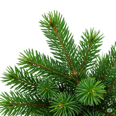 pine branch with cones