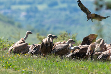 Vautour fauve,
Gyps fulvus, Griffon Vulture, Parc naturel régional des grands causses 48, Lozere, France