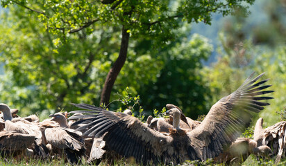 Vautour fauve,
Gyps fulvus, Griffon Vulture, Parc naturel régional des grands causses 48, Lozere, France
