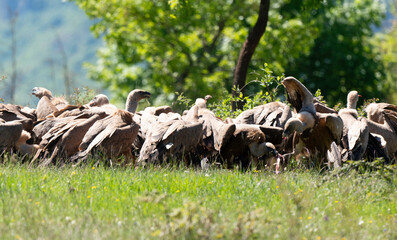 Vautour fauve,
Gyps fulvus, Griffon Vulture, Parc naturel régional des grands causses 48, Lozere, France
