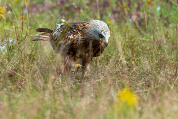 Milan royal,.Milvus milvus , Red Kite