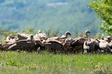 Vautour fauve,
Gyps fulvus, Griffon Vulture, Parc naturel régional des grands causses 48, Lozere, France