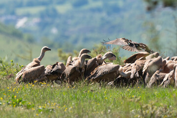 Vautour fauve,.Gyps fulvus, Griffon Vulture, Parc naturel régional des grands causses 48, Lozere, France
