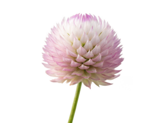 globe amaranth png gomphrena flower png round flower png vibrant garden flower png purple globe bloom png ornamental plant png floral decoration png transparent background image