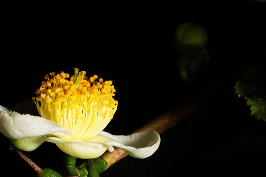 Flor da goiaba em goiabeira florindo para produzir mais frutos. 