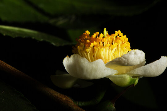 Flor da goiaba em goiabeira florindo para produzir mais frutos. 