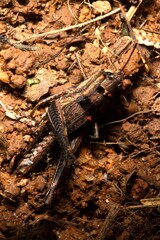 Gafanhoto de cor marrom sobre a terra do solo da Mata Atlântica.