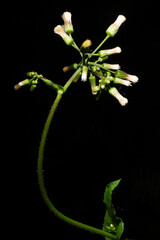 Cacho de flor dente de leão. 