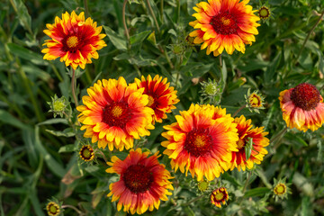 Fototapeta premium Blooming gaillardia flowers with vibrant red and yellow petals against a background of green leaves. A colorful and energetic ornamental plant in a summer garden