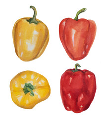 Watercolor Bell Pepper Set. Hand Drawn Vegetables