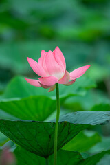 Obraz premium The green lotus pond is full of beautiful lotus flowers in full bloom
