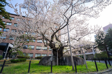 春 満開の石割桜（エドヒガンザクラ）　岩手県盛岡市
