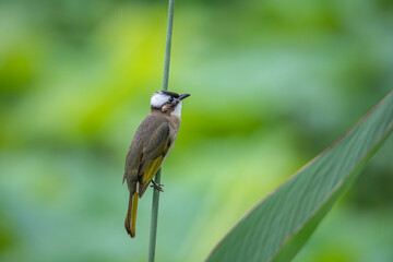 White-headed bird perched on a branch