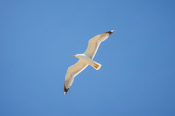 a beautiful seagull in flight seen from below in the blue summer sky