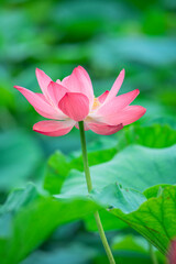 Obraz premium The green lotus pond is full of beautiful lotus flowers in full bloom