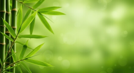 Obraz premium Bamboo stalks with vibrant green leaves against a soft, bokeh-filled green background