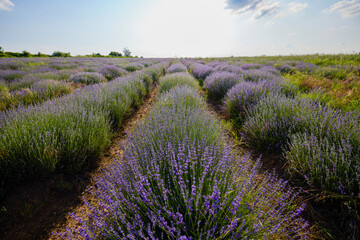 Obraz premium a lavender crop with weeds that grow among the bushes