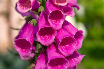 vibrant pink foxglove flowers (Digitalis purpurea) with bell-shaped blooms and spotted interiors, set against a green background. © Adam